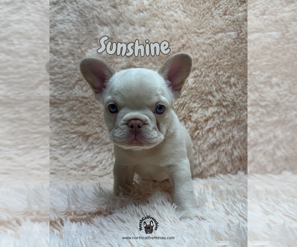 Medium Photo #4 French Bulldog Puppy For Sale in SACRAMENTO, CA, USA