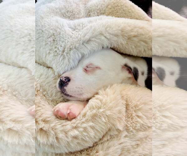 Medium Photo #7 American Pit Bull Terrier-Labrador Retriever Mix Puppy For Sale in Holly Springs, NC, USA