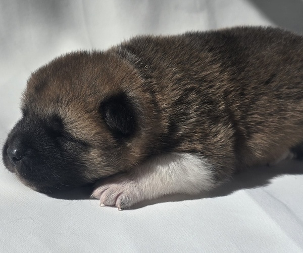 Medium Photo #8 Akita Puppy For Sale in STRAFFORD, MO, USA