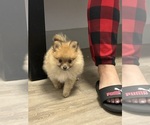 Small #2 Pomeranian