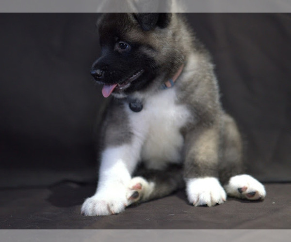 Medium Photo #3 Akita Puppy For Sale in YONKERS, NY, USA