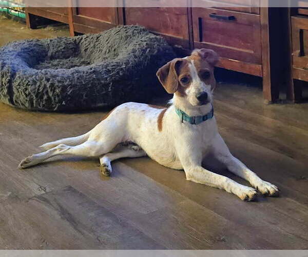 Medium Photo #3 Fox Terrier (Toy)-Unknown Mix Puppy For Sale in Lee's Summit, MO, USA