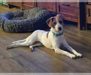 Snoopy - Male Fox Terrier (Toy)-Unknown Mix Dog for Adoption - Photo #3