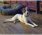 Small Photo #3 Fox Terrier (Toy)-Unknown Mix Puppy For Sale in Lee's Summit, MO, USA