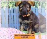 Small Photo #13 German Shepherd Dog Puppy For Sale in CLERMONT, FL, USA