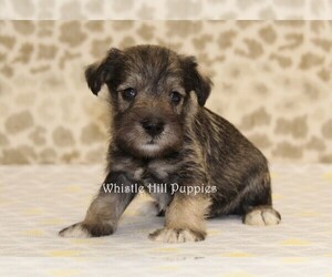 Schnauzer (Miniature) Puppy for sale in DENVER, PA, USA