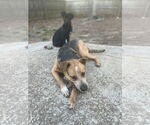 Small #15 American Staffordshire Terrier Mix