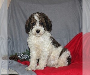 Poodle (Standard) Puppy for sale in QUARRYVILLE, PA, USA