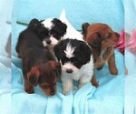 Small Photo #2 Poodle (Miniature)-Shorkie Tzu Mix Puppy For Sale in GORDONVILLE, PA, USA
