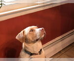 Small #13 Labrador Retriever Mix
