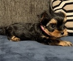Small Photo #2 Yorkshire Terrier Puppy For Sale in PORTLAND, OR, USA