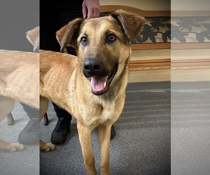 German Shepherd Dog-Unknown Mix Dogs for adoption in Low Moor, VA, USA