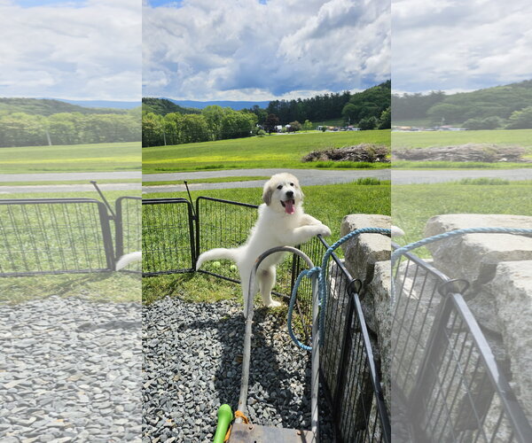 Medium Photo #1 Great Pyrenees Puppy For Sale in Croydon, NH, USA