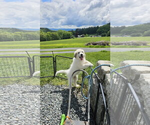 Great Pyrenees Dogs for adoption in Croydon, NH, USA