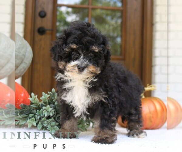 Medium Photo #1 Bernedoodle (Miniature) Puppy For Sale in PARADISE, PA, USA