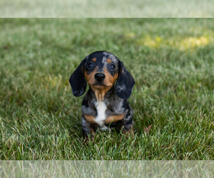 Dachshund Puppy for sale in MILFORD, IN, USA