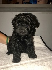 Poodle (Standard)-Yorkshire Terrier Mix Puppy for sale in MAITLAND, FL, USA