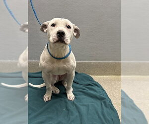 Mutt Dogs for adoption in Las Vegas, NV, USA