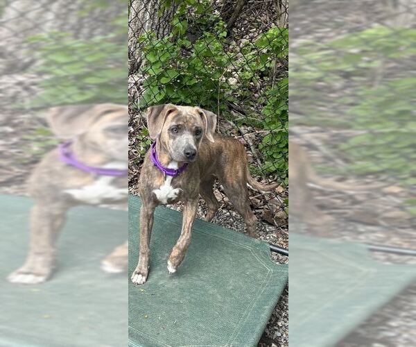 Medium Photo #2 Mutt Puppy For Sale in Elmsford, NY, USA