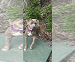 Small #1 Mutt