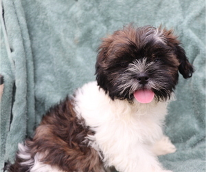 Shih Tzu Puppy for sale in SHILOH, OH, USA