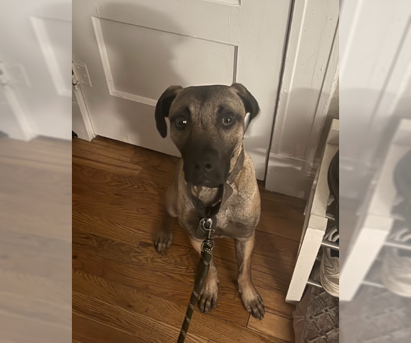 Medium Photo #7 Black Mouth Cur-German Shepherd Dog Mix Puppy For Sale in Aurora, CO, USA