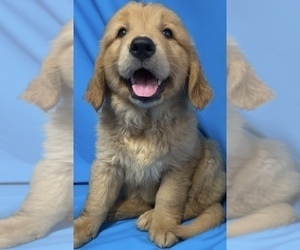 Golden Retriever Puppy for sale in SANTA ANA, CA, USA