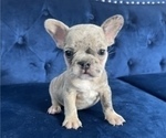 Small #32 French Bulldog