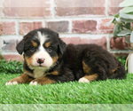 Small #7 Bernese Mountain Dog