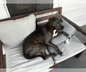 Lil Mama - Female American Pit Bull Terrier-Labrador Retriever Mix Dog for Adoption - Photo #6