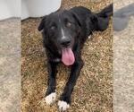 Small #1 German Shepherd Dog Mix