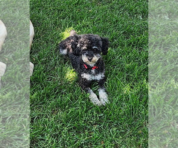 Medium Photo #2 Poodle (Toy) Puppy For Sale in Sioux Falls, SD, USA