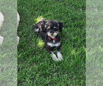 Small #1 Poodle (Toy)