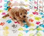 Small #13 Cavapoo mix (+ Poodle Miniature)