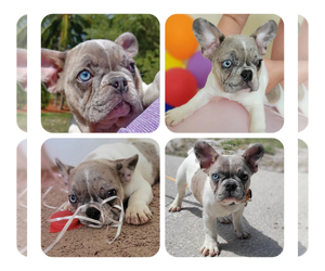 French Bulldog Puppy for sale in TAMPA, FL, USA