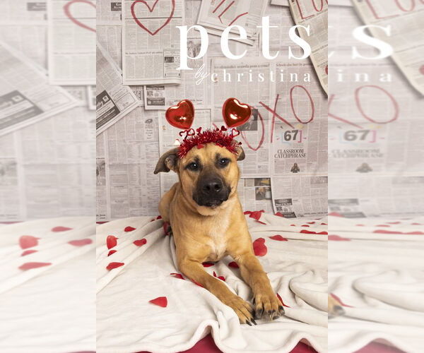 Medium Photo #1 Mutt Puppy For Sale in Foristell, MO, USA