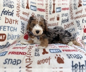 Aussiedoodle Miniature  Puppy for sale in LAKELAND, FL, USA