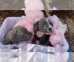 Small Photo #2 American Pit Bull Terrier Puppy For Sale in EL PASO, TX, USA