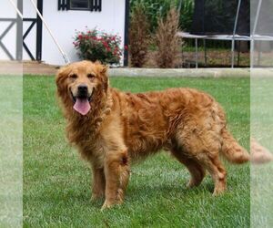 Father of the Golden Retriever puppies born on 05/08/2025