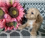 Small Photo #5 Aussiedoodle Miniature  Puppy For Sale in GREENWOOD, MO, USA