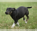 Small #1 Plott Hound Mix