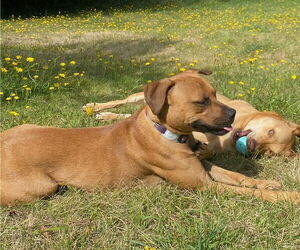 Josie - Female Labrador Retriever-Staffordshire Bull Terrier Mix Dog for Adoption - Photo #5