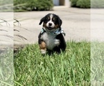 Small Photo #3 Bernese Mountain Dog Puppy For Sale in FLEMING ISLAND, FL, USA