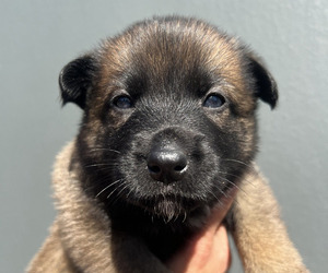 Medium Dutch Shepherd Dog