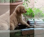 Small Golden Retriever
