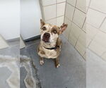 Small #1 American Pit Bull Terrier
