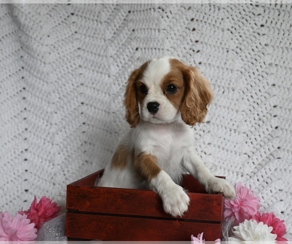 Medium Photo #3 Cavalier King Charles Spaniel Puppy For Sale in MILLERSBURG, OH, USA
