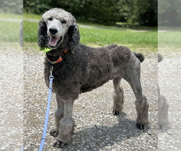 Medium Photo #2 Poodle (Standard) Puppy For Sale in Cookeville, TN, USA