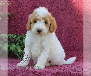 Goldendoodle (Miniature) Puppy for sale in EPHRATA, PA, USA