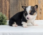 Small Photo #43 Pembroke Welsh Corgi Puppy For Sale in GOSHEN, IN, USA